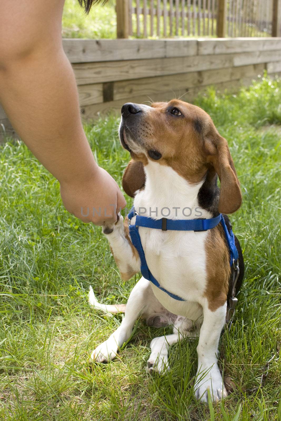 A cute young beagle puppy giving his paw.