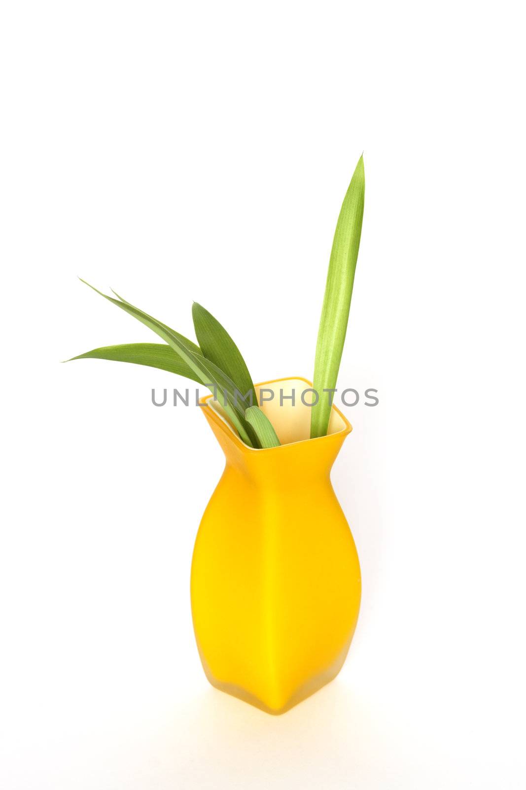 Nice modern yellow vase with green plant isolated on white background