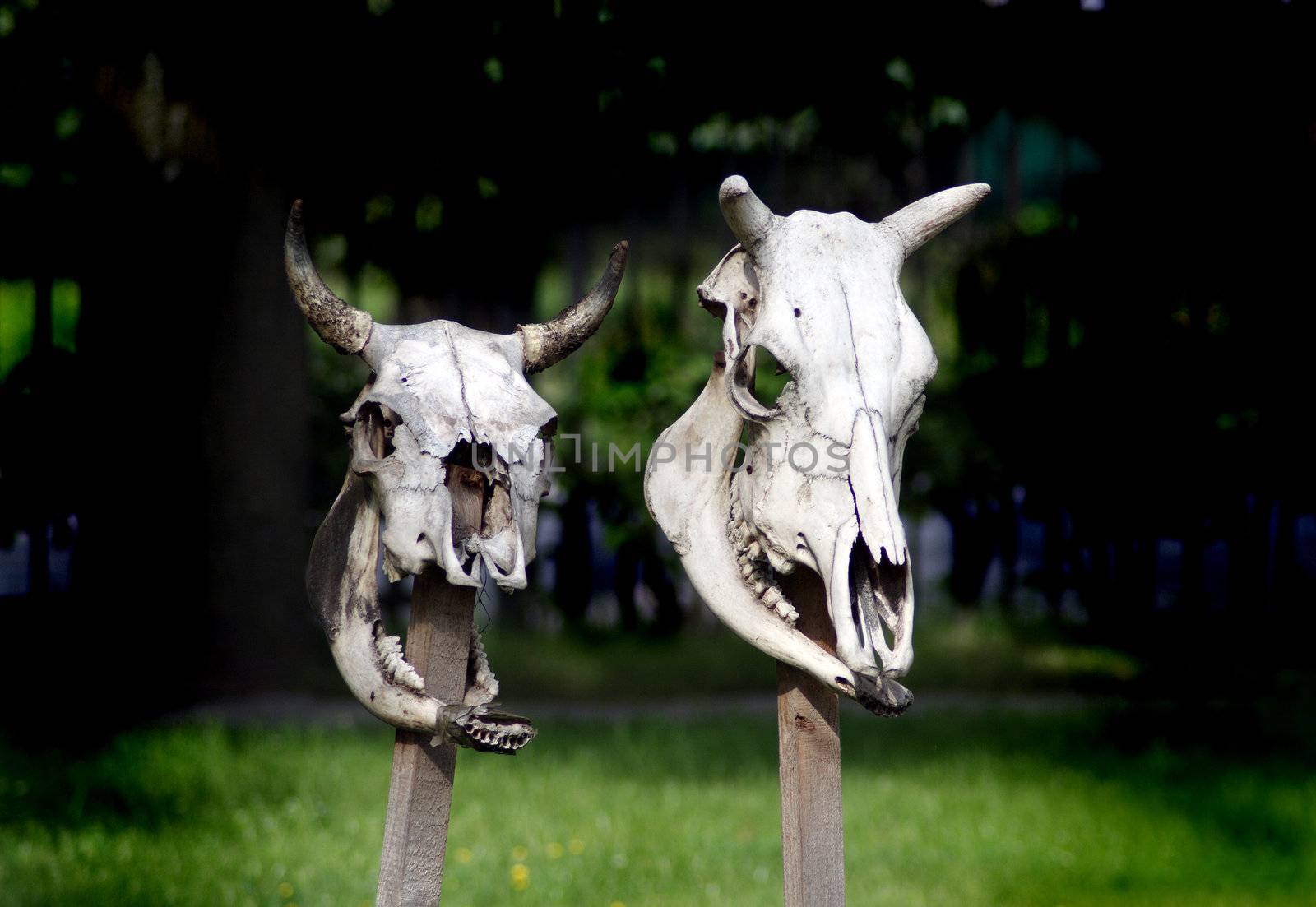 two cow skulls on sticks