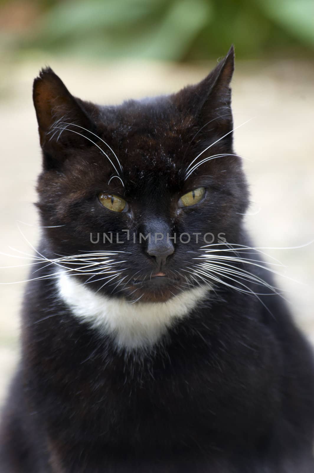 A black and white cat outdoors