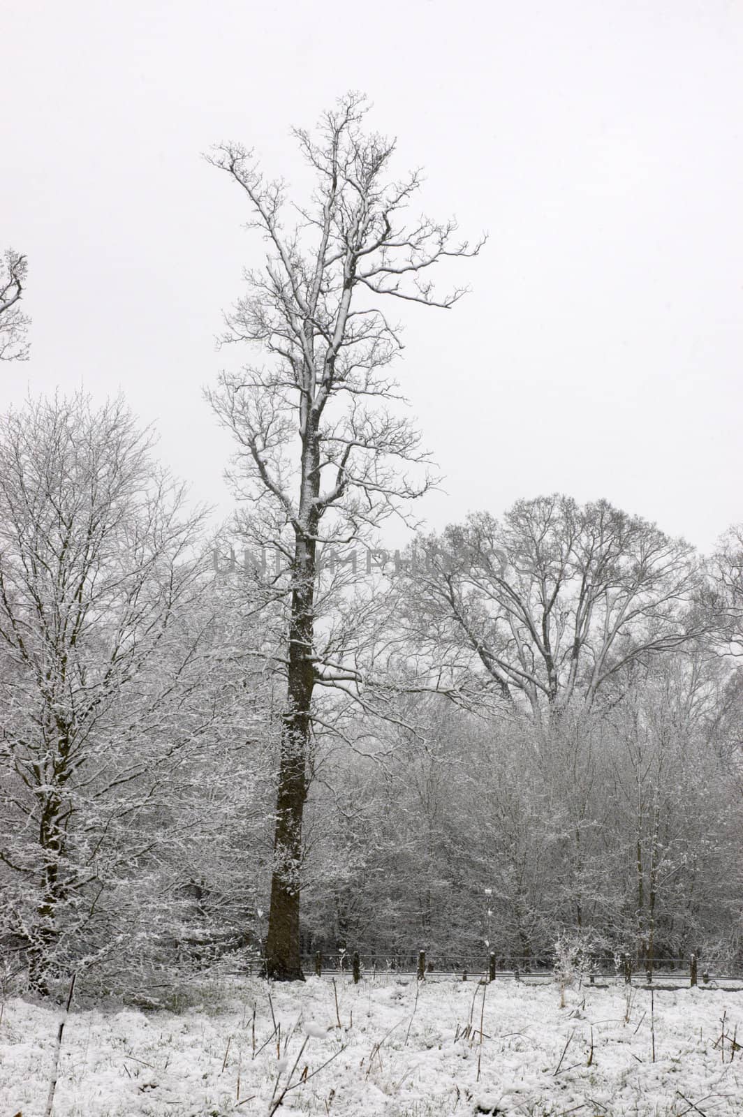 Snow on tree tops with an overcast sky