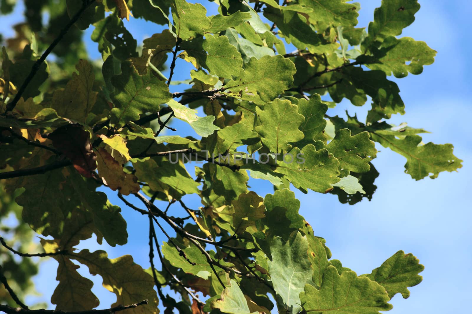 Oak leaves against the blue sky removed close up