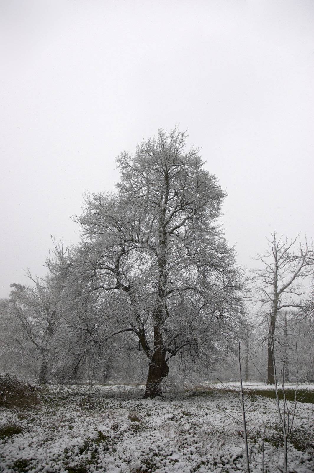 An oak tree in winter with a covering of snow