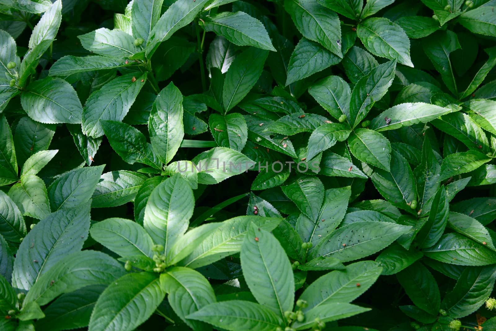 Green foliage for use as a background removed close up