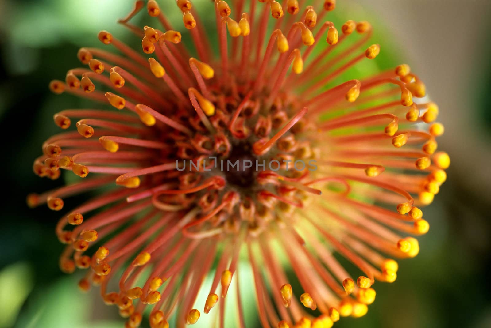 Orange Blooming flower close up.