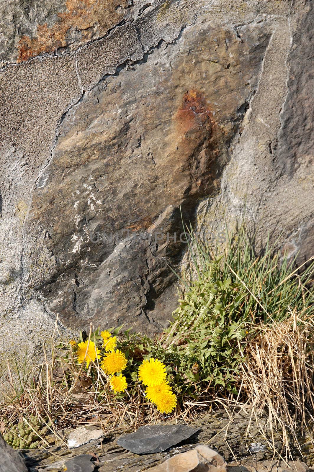 A cluster of dandylion flowers beneath a rocky surface. The focus is on the flowers.
