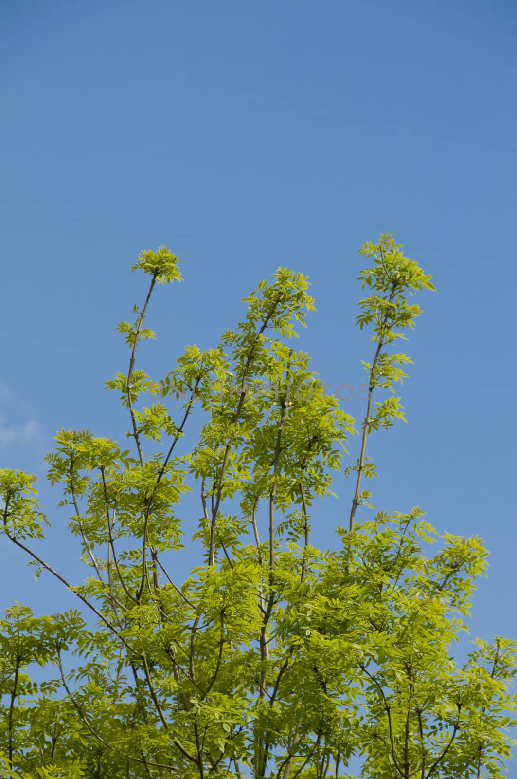 A tree top with a clear blue sky