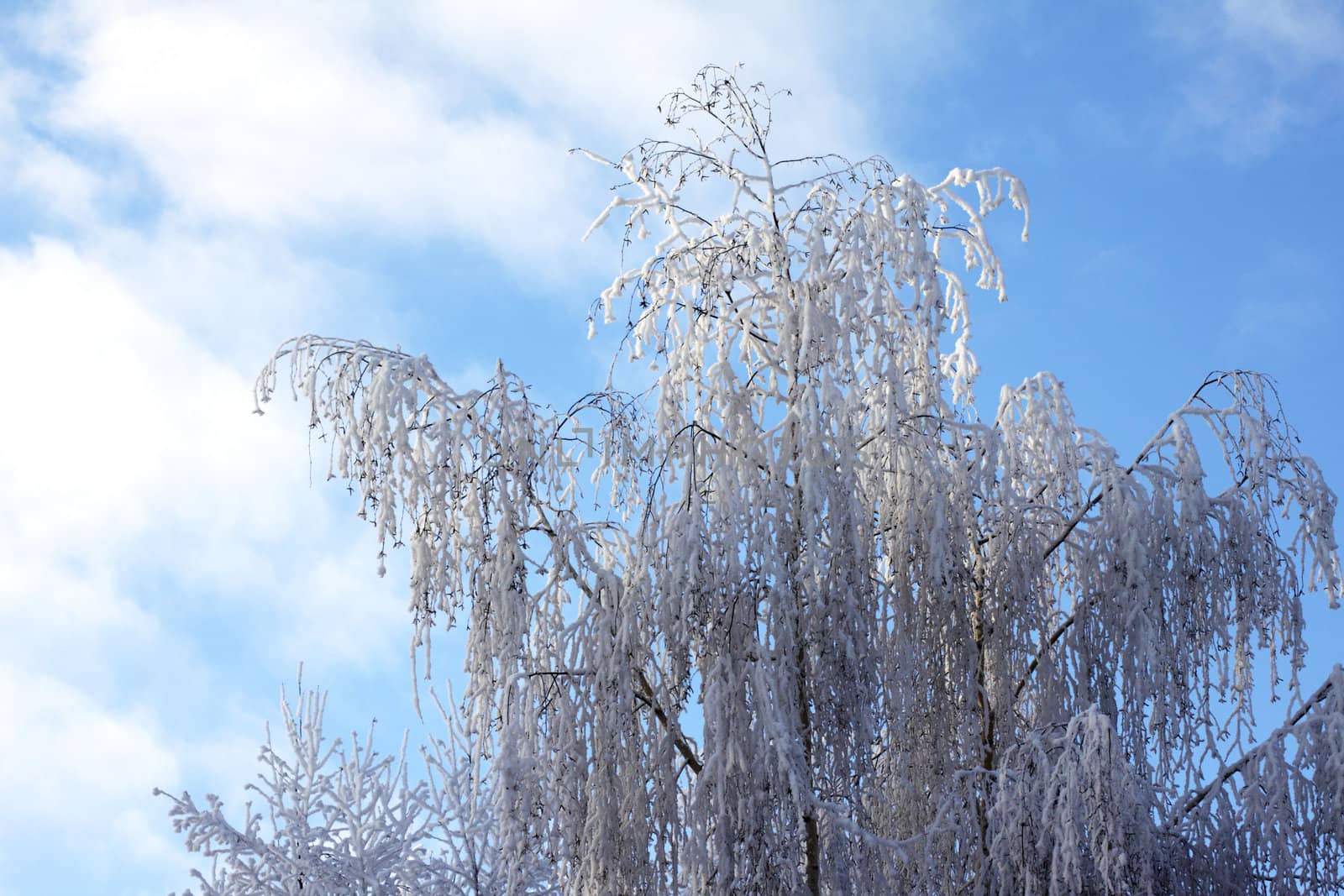 Winter snow-covered tree against the cloudy sky