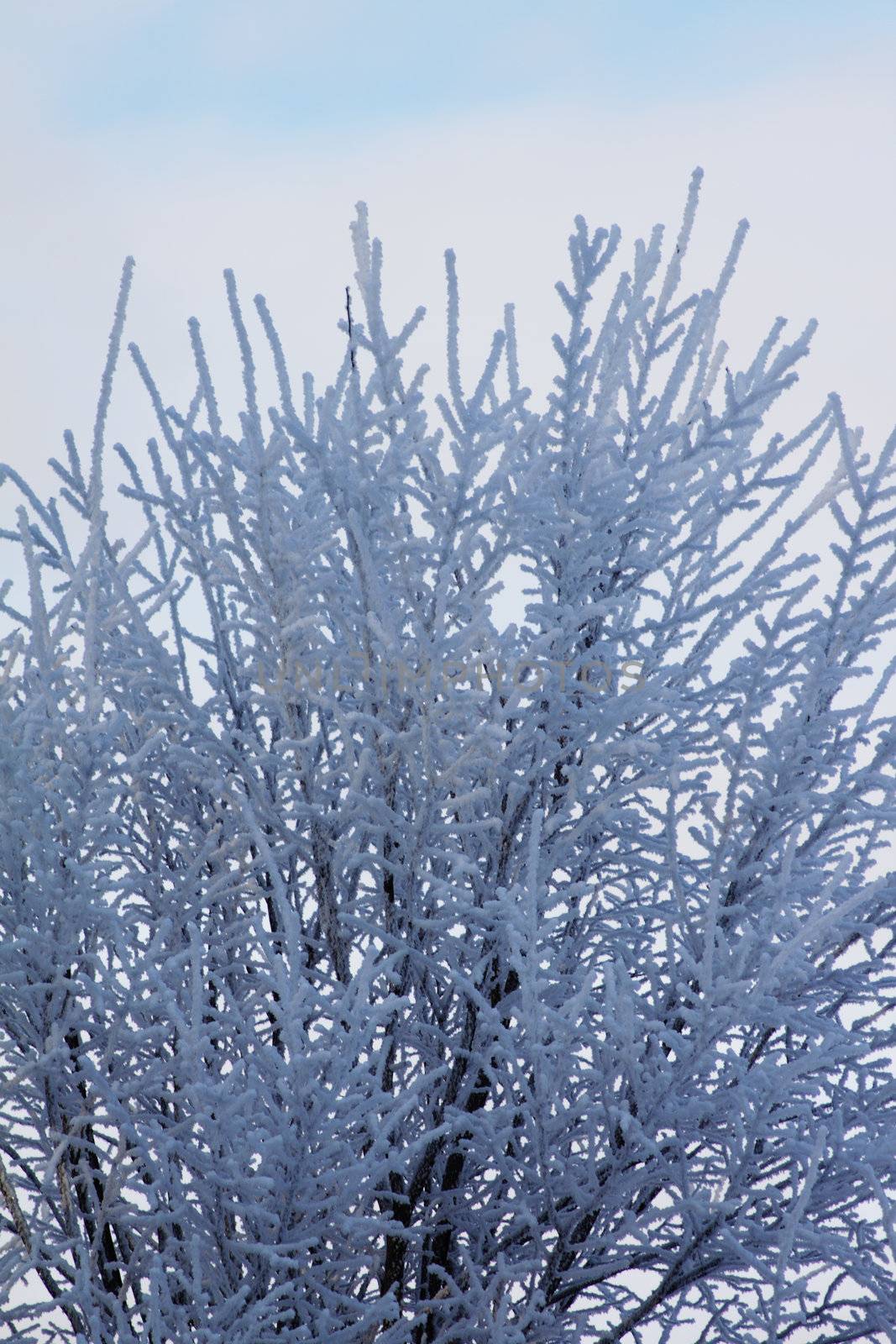 Snow covered a bush removed on a background of the blue sky