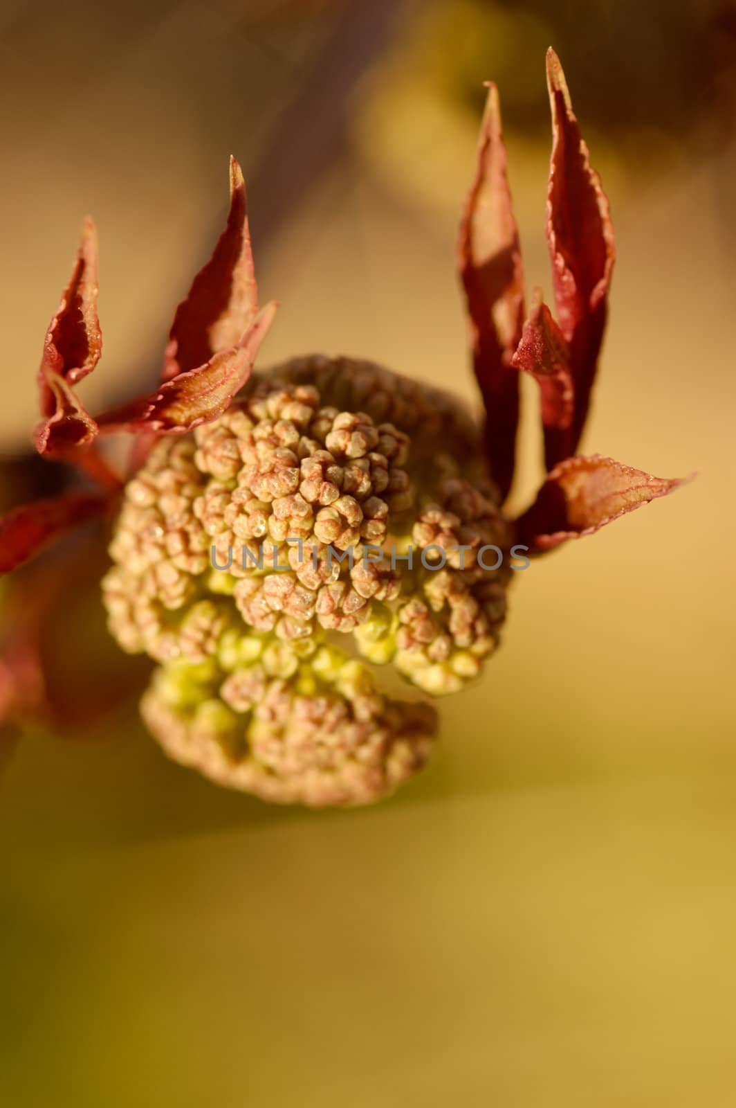 A tight cluster of small flower buds of a bush, ready to open in the spring.
