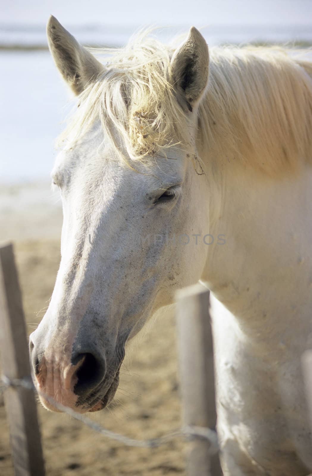 A sleepy white horse portrait, Provence, France.