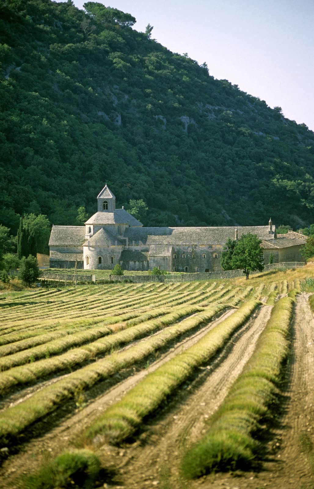 The acient french abbey, Abbaye de Senanque sits among the mountains and lavender fields. 