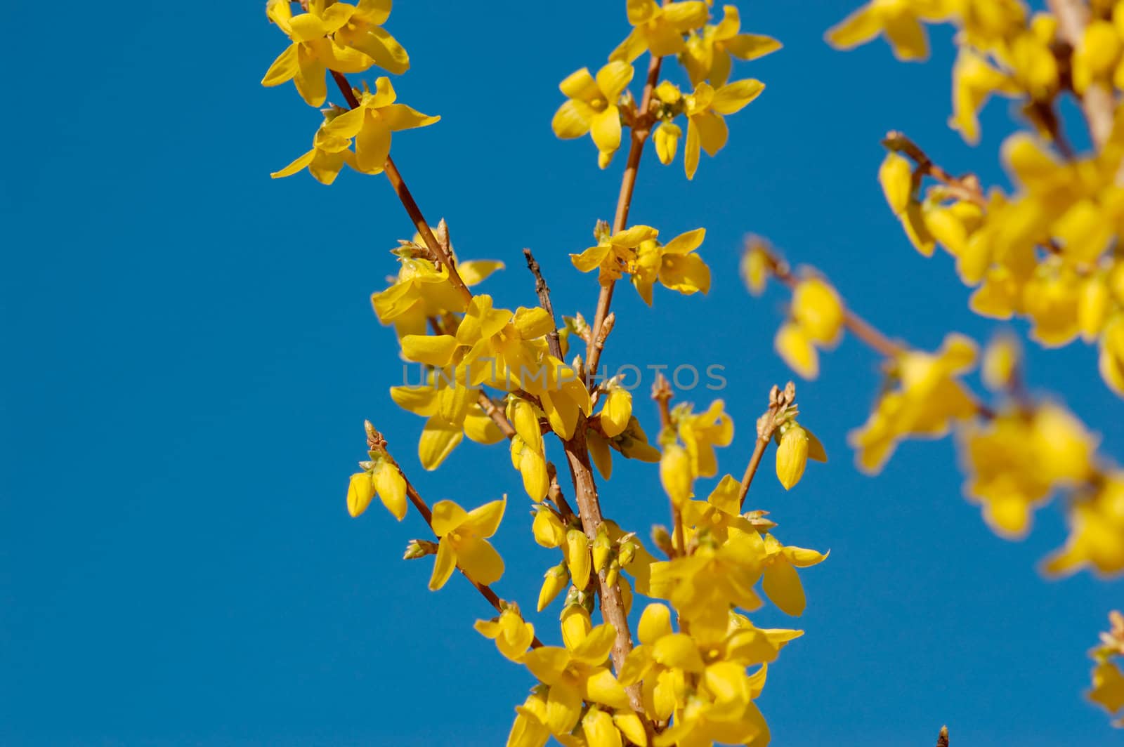 Yellow flowers of forsythia bush against clear blue sky.
