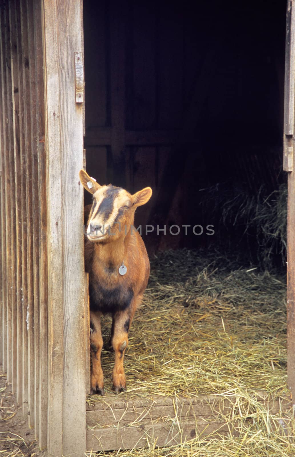 Happy Goat by ACMPhoto