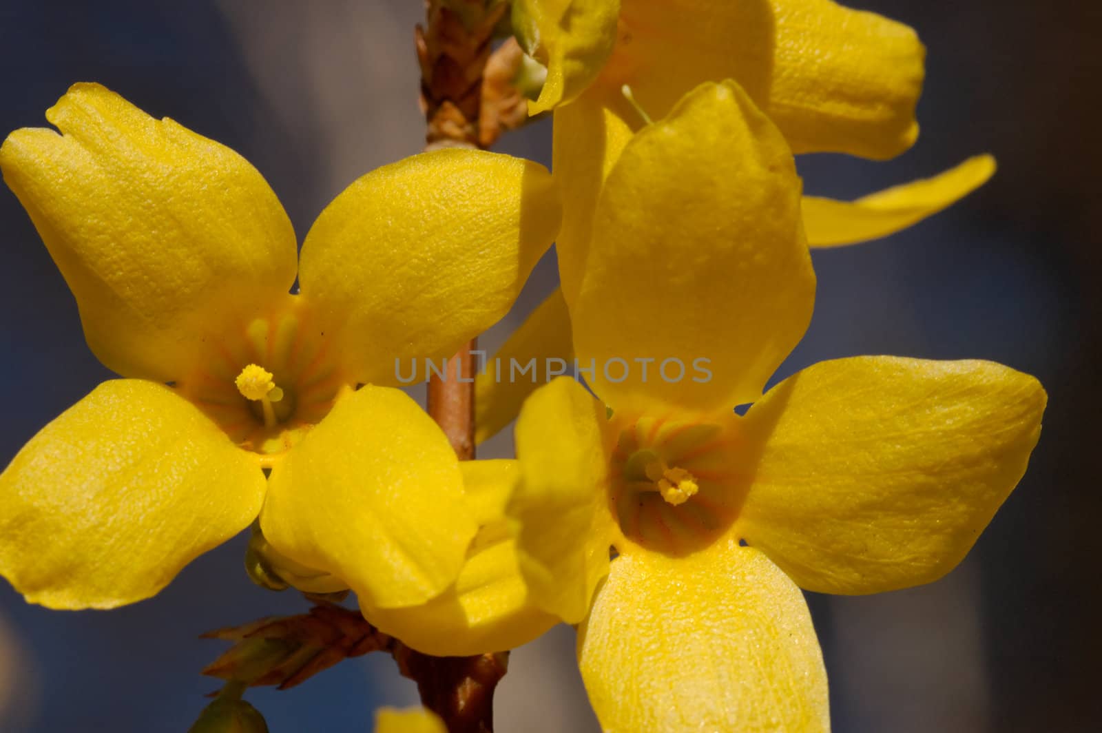 Two flowers of a forsythia bush.
