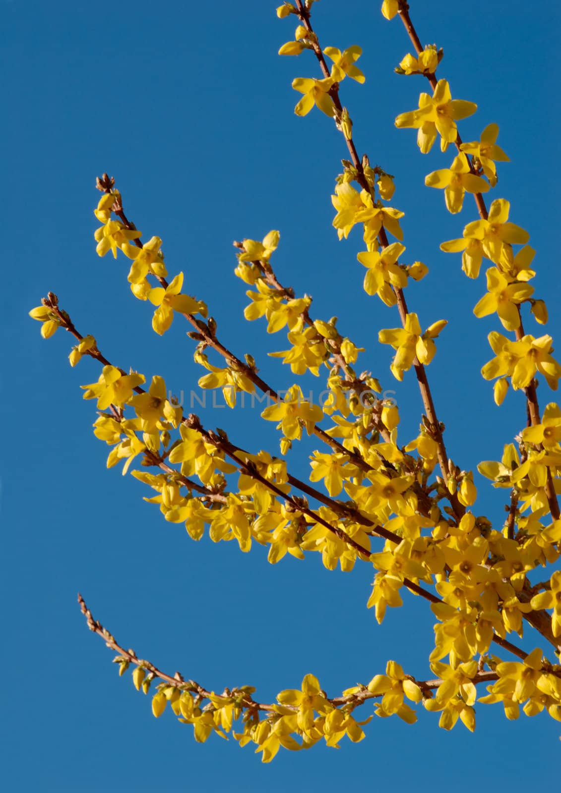 Yellow flowers of forsythia bush against clear blue sky.
