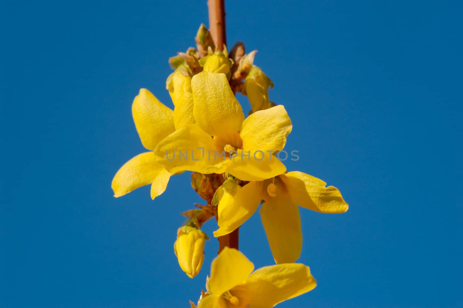 A cluster of yellow forsythia flowers on blue sky
