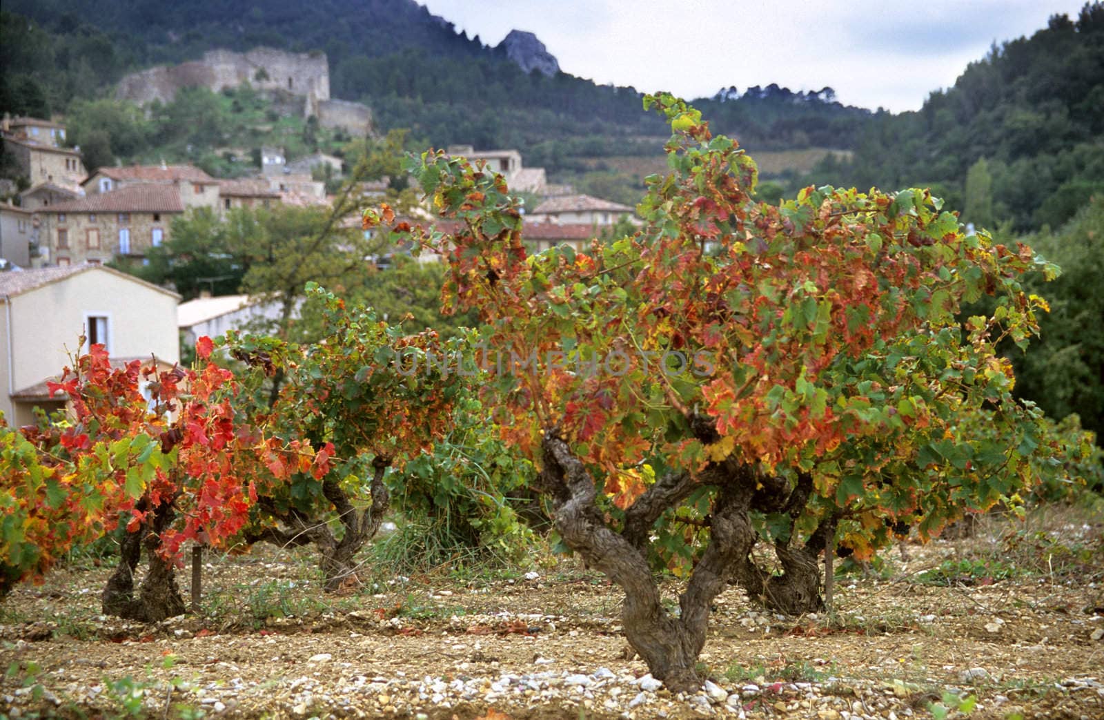 Autumn Grape Vines by ACMPhoto