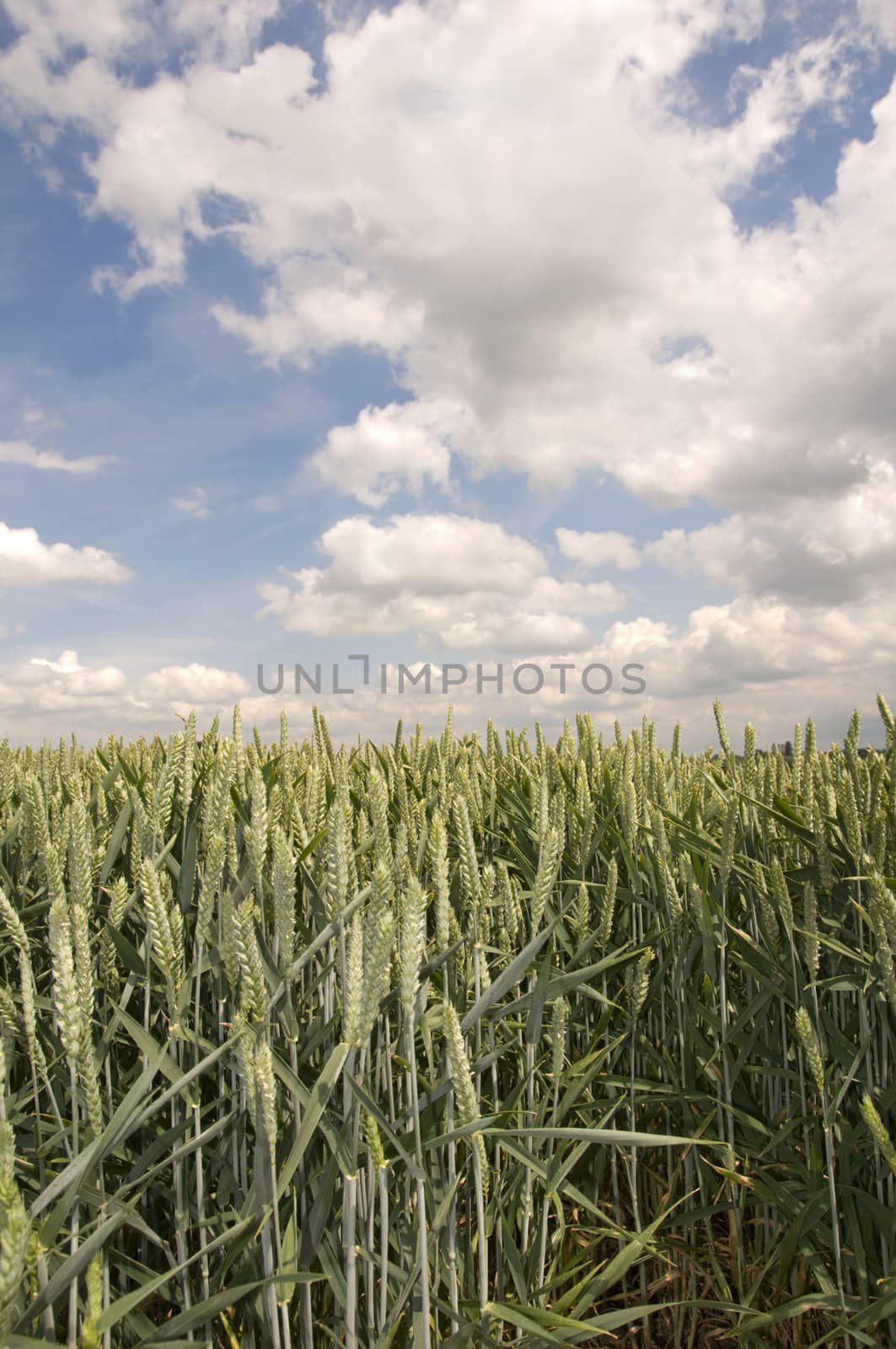 A close up view of wheat in the field