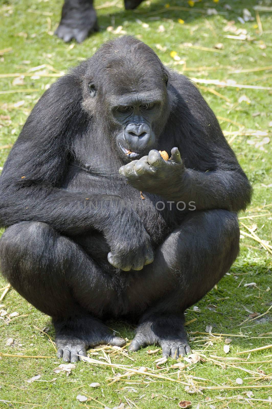 A lowland Gorilla in a Wildlife Park