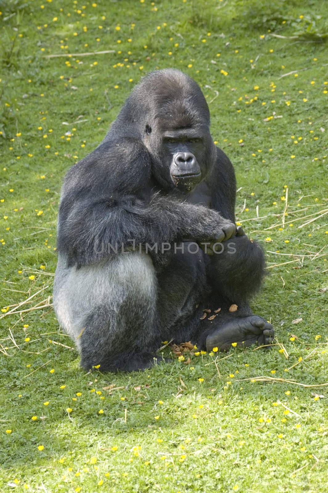 Silverback Gorilla by mbtaichi