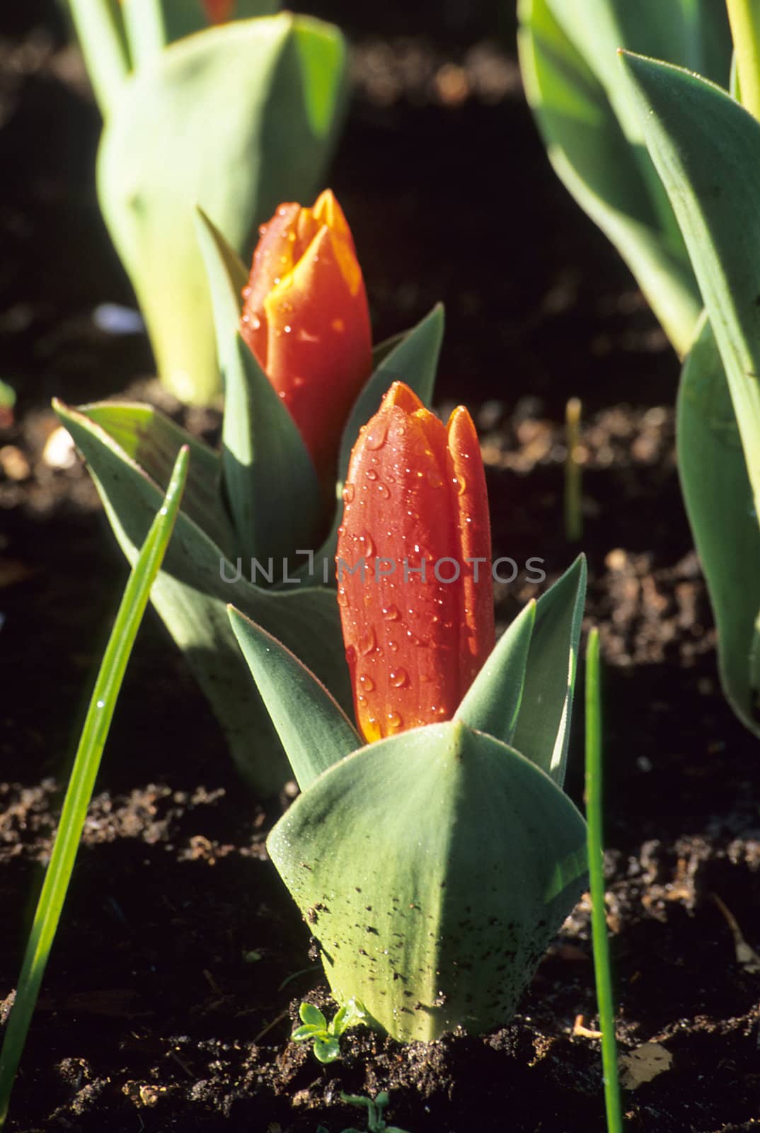 Early blooming red dwarf tulips are some of the first flowers of spring. These tulips were seen at the Keukenhof Gardens in Lisse, the Netherlands.