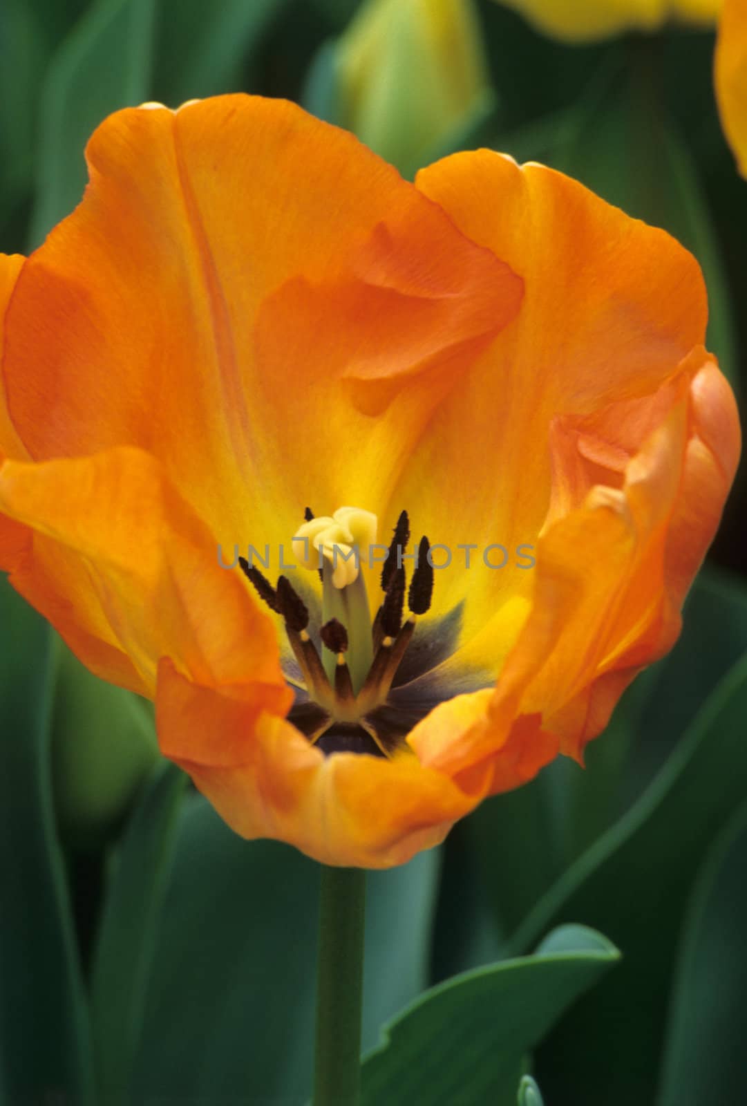 Orange Tulip by ACMPhoto