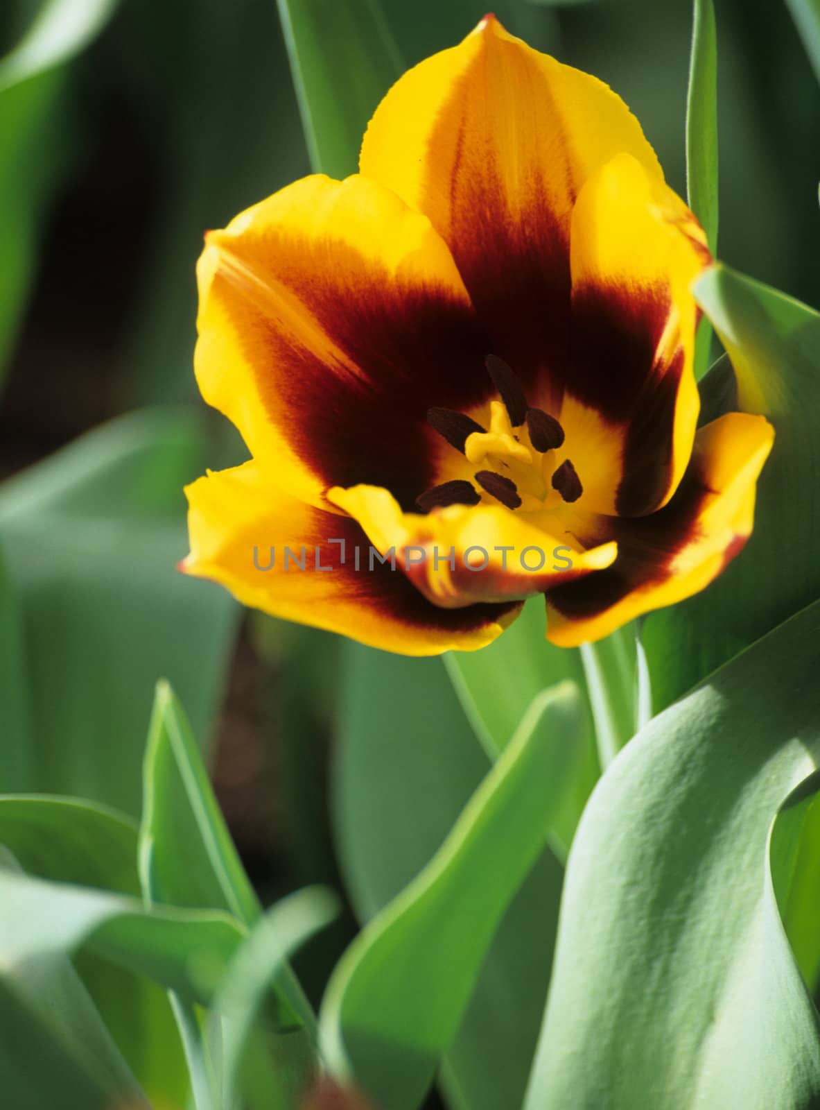 Yellow Spring Tulip by ACMPhoto