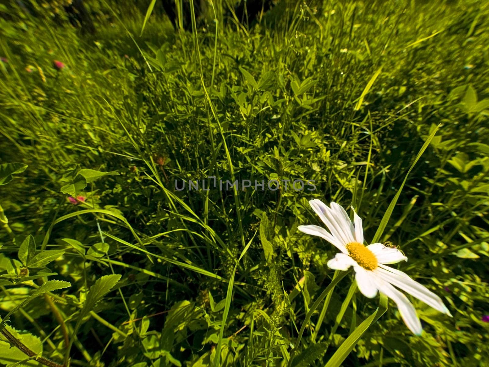 Wide angle shot of chamomile in forest. Focus on nearest flower