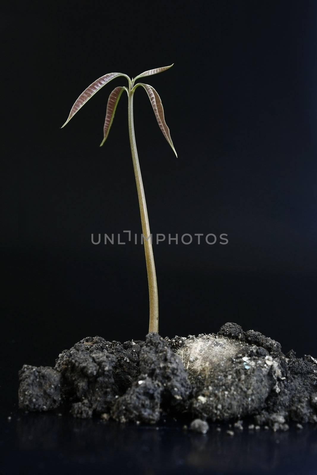 Seedling of mango tree concept for investment new life and nes ideas