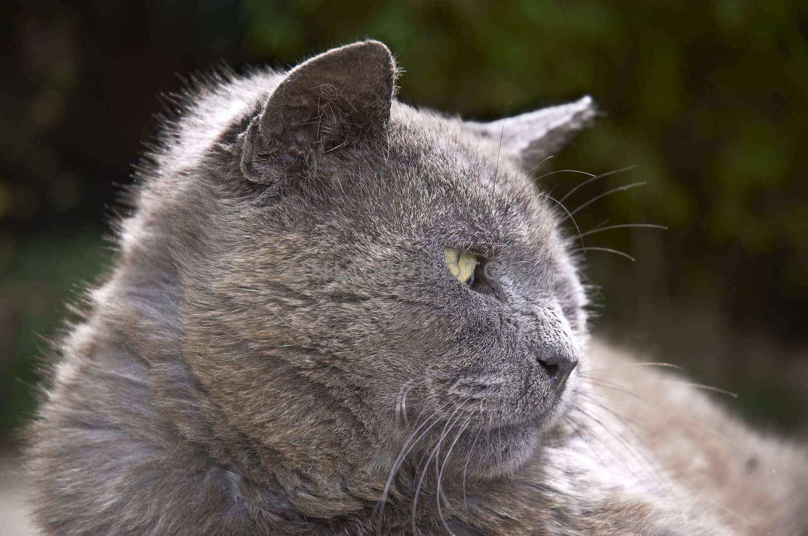 A gray cat on the patio in the sunshine
