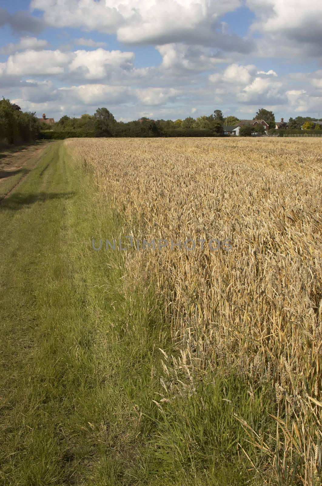 A grass track by a field of Wheat