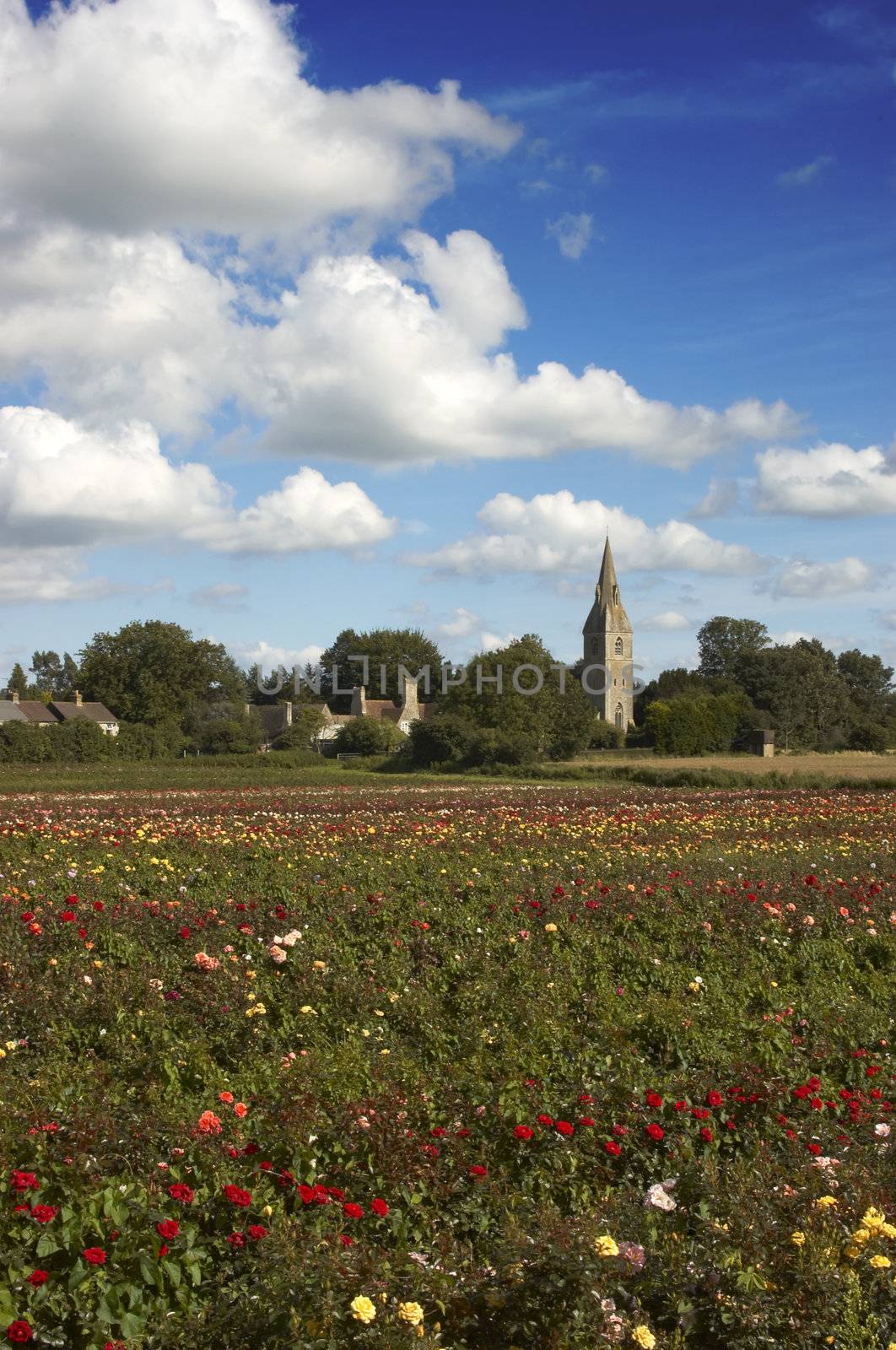 A feild of roses on a rose nursery,with a church in the background