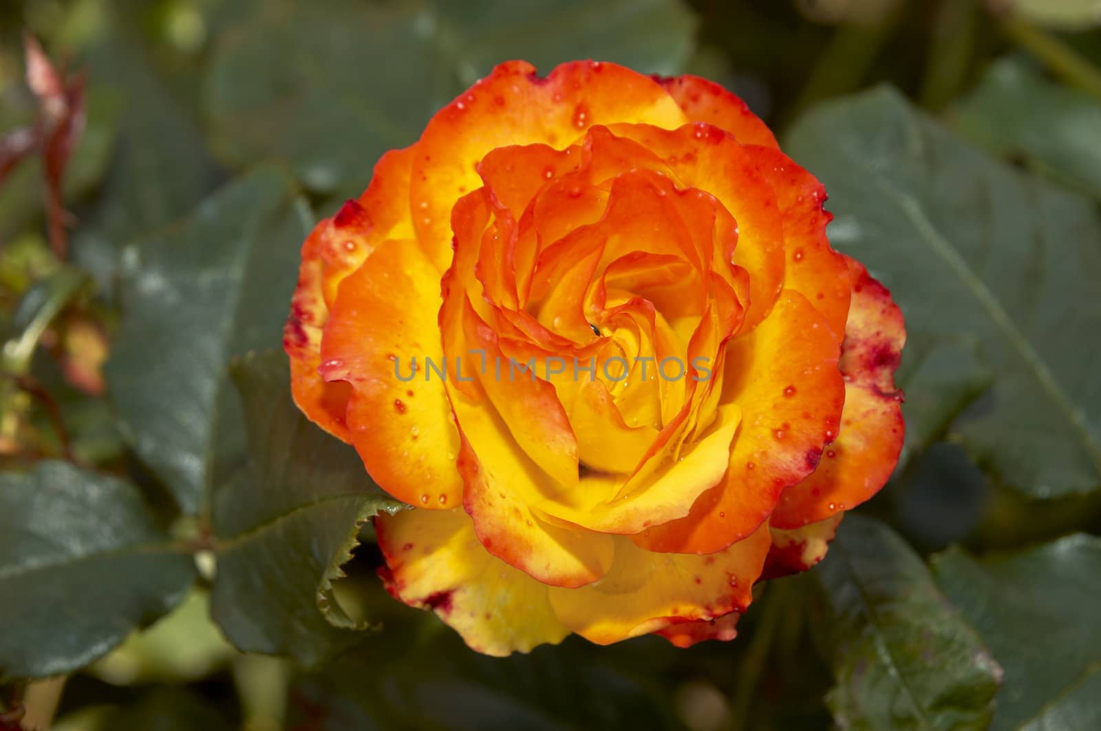 A bright orange rose on the bush