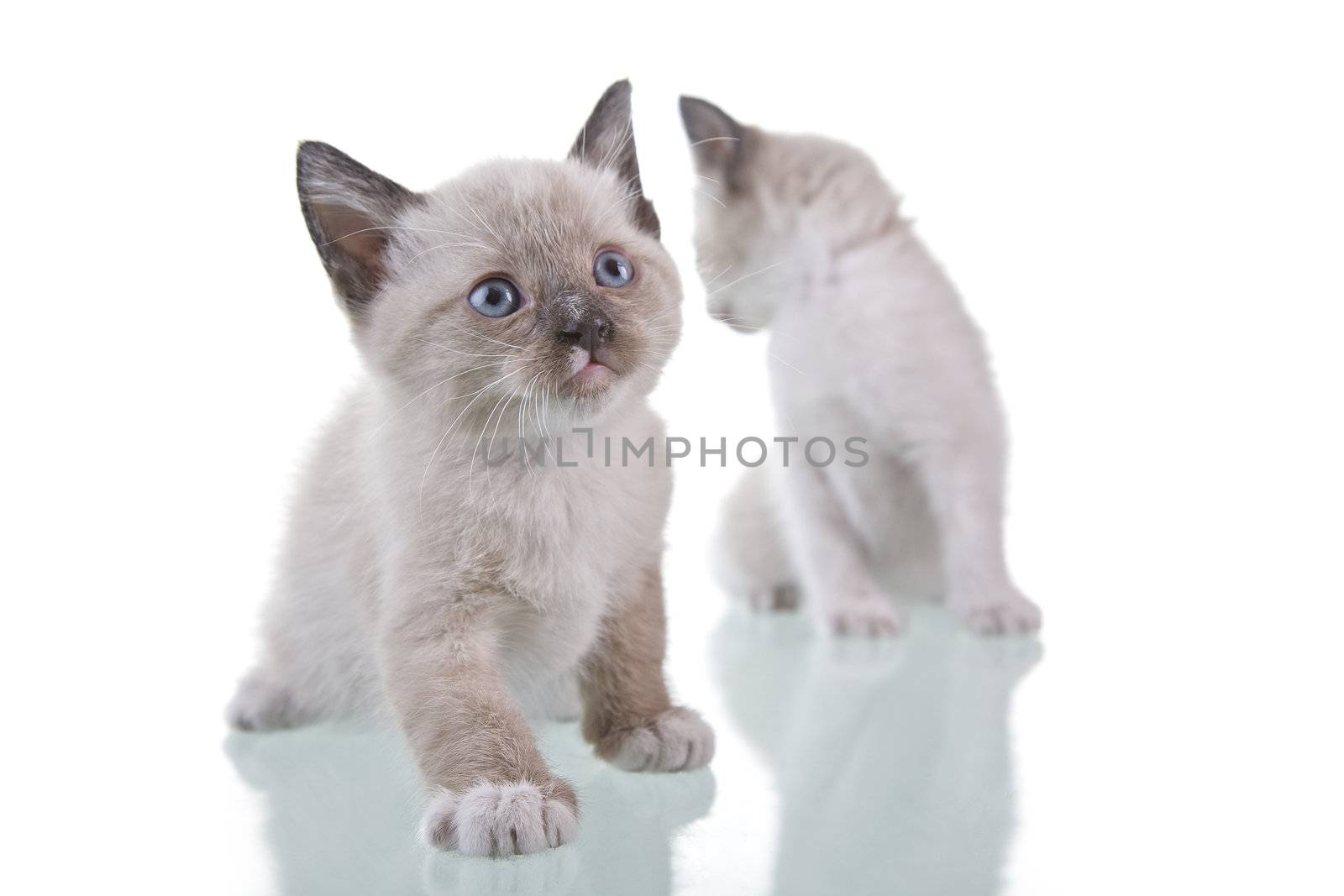 Two adorable baby kittens isolated on white background.