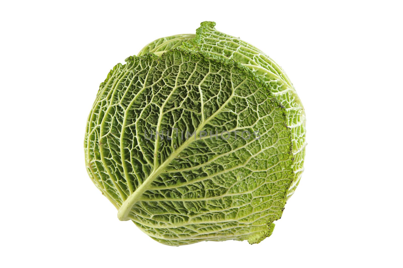 A head of cabbage isolated on a white background