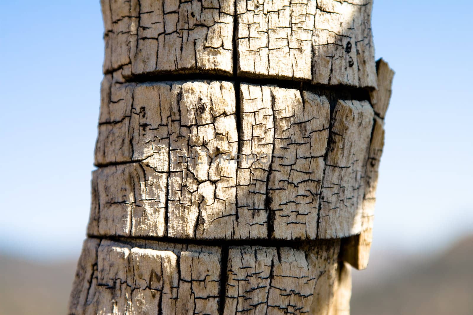 Detail of tree trunk by timscottrom