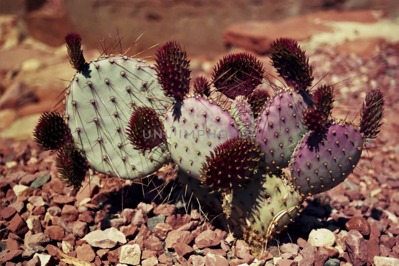 Desert cacti by timscottrom