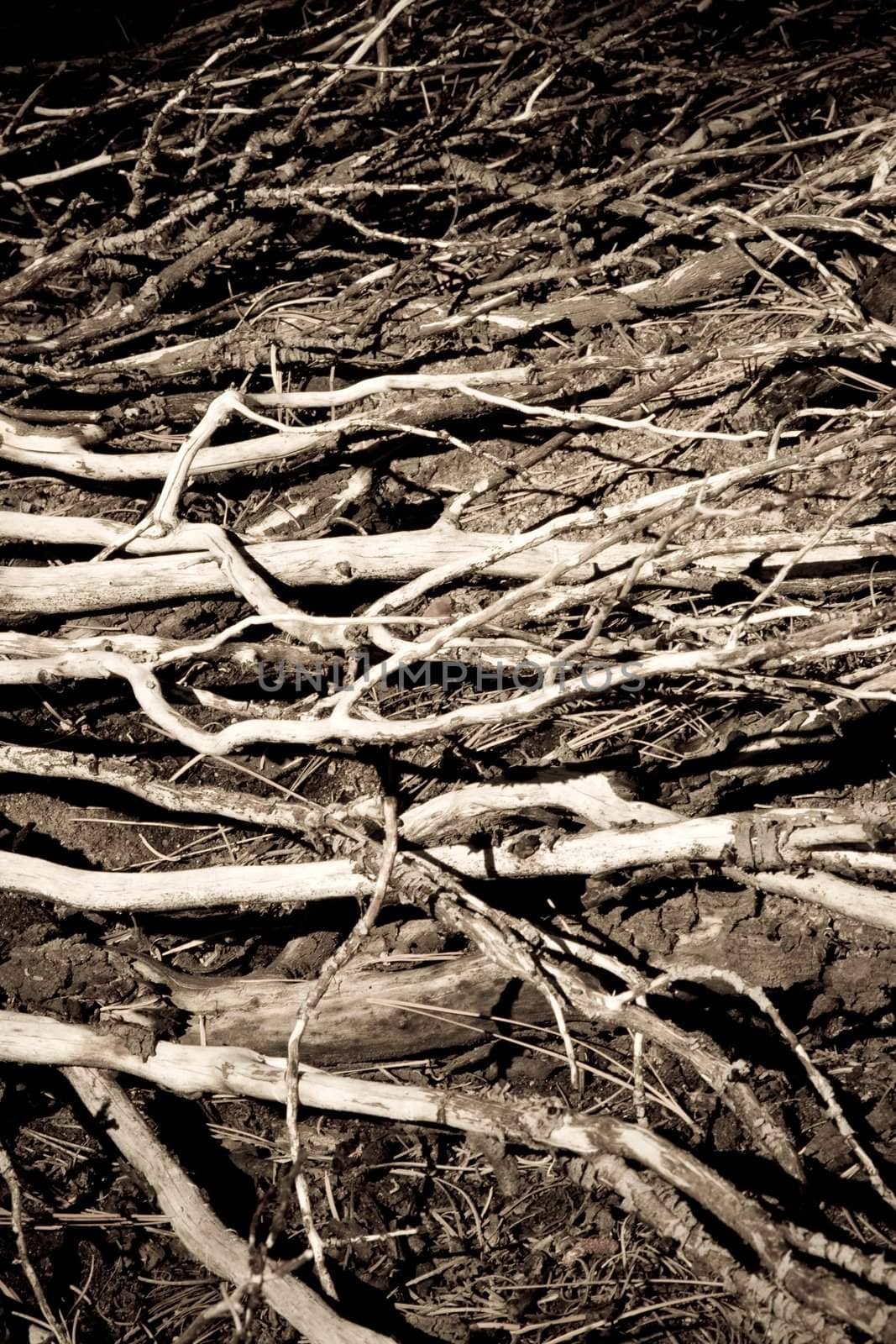 Lines of decaying tree branches in burnt section of forest