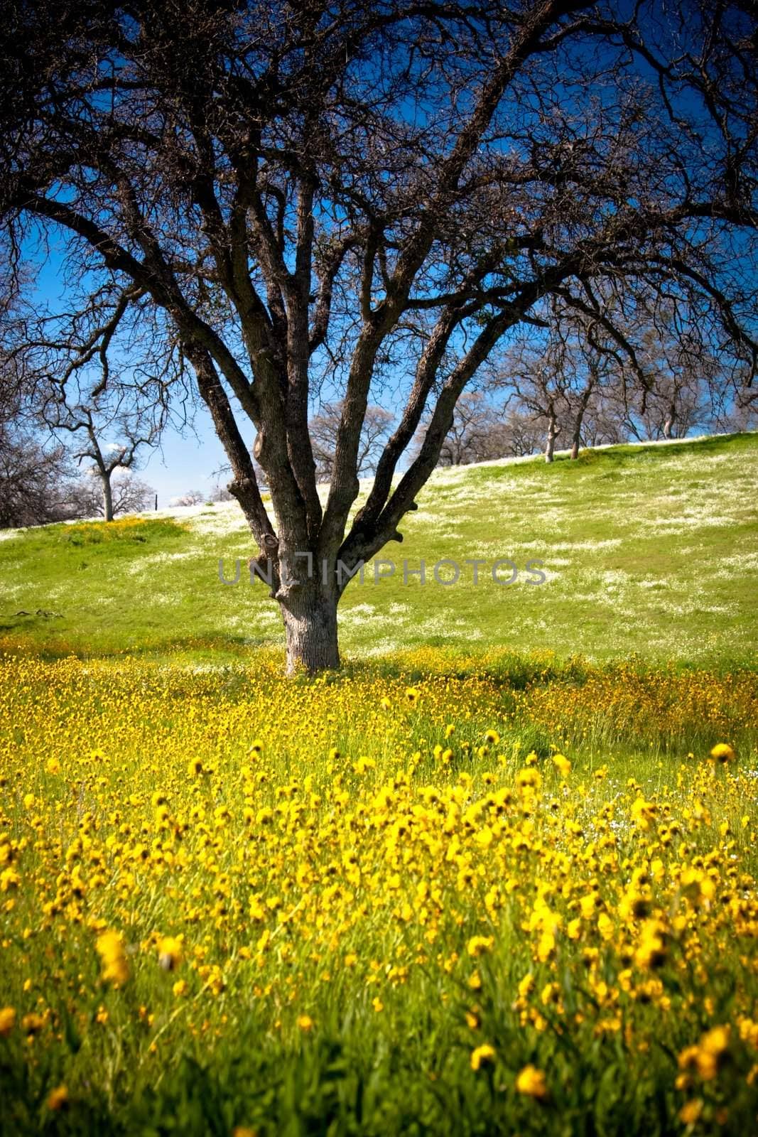 	
Leafless tree sitting in middle of field where yellow and white wild flowers grow, focus on tree