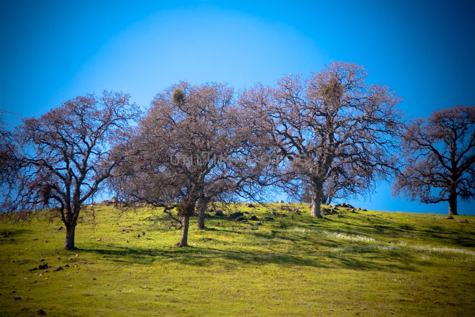 Trees on hill by timscottrom