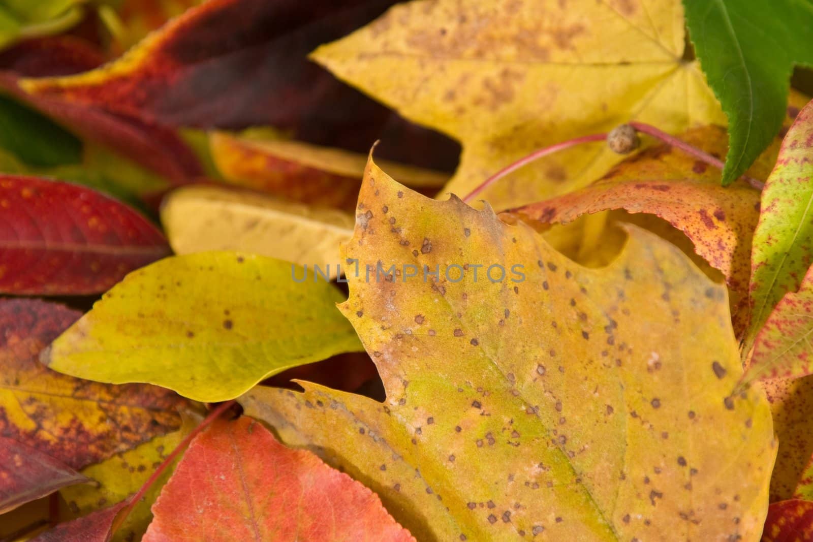 closeup of pile of autumn leaves