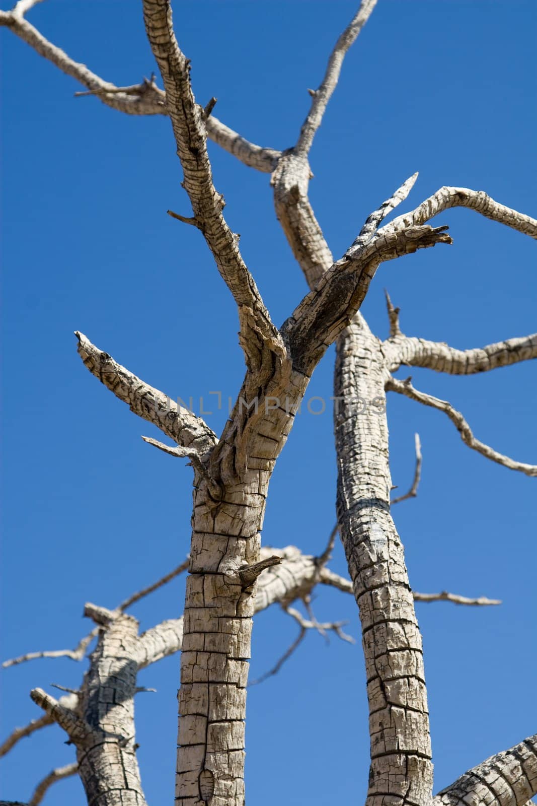 Fire damaged tree branches against blue sky