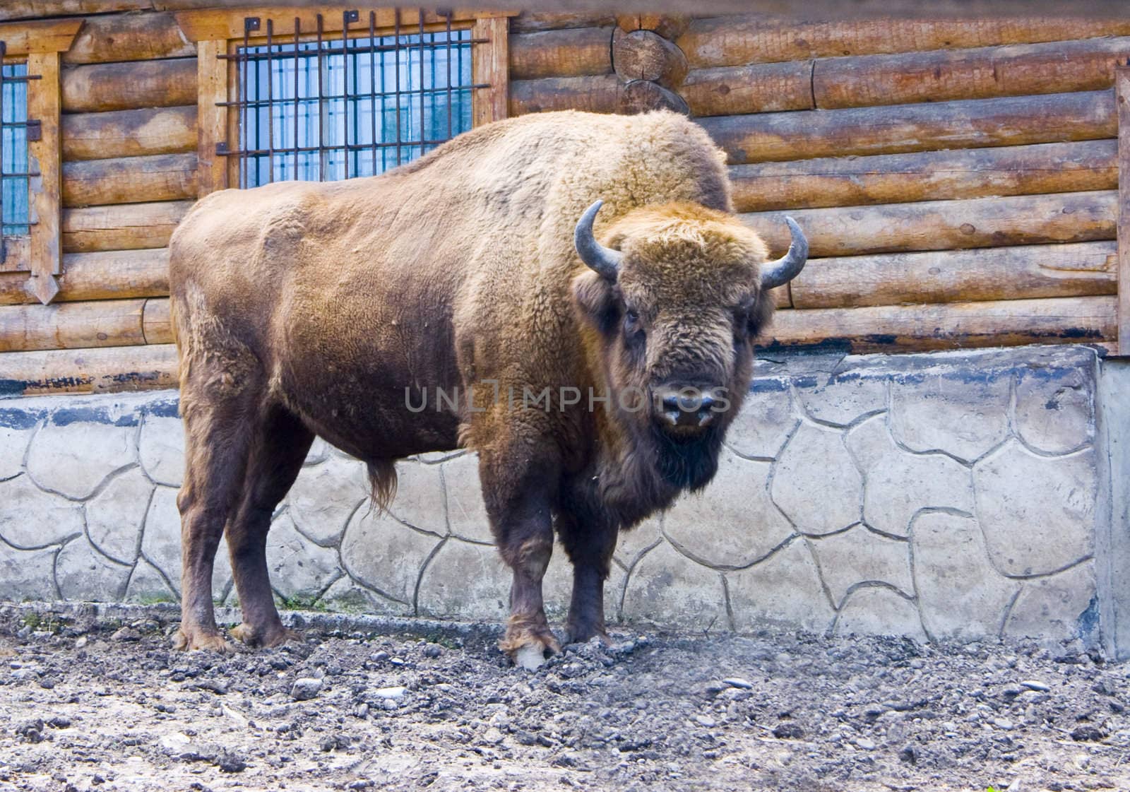 The image of the yak terribly looking at the photographer