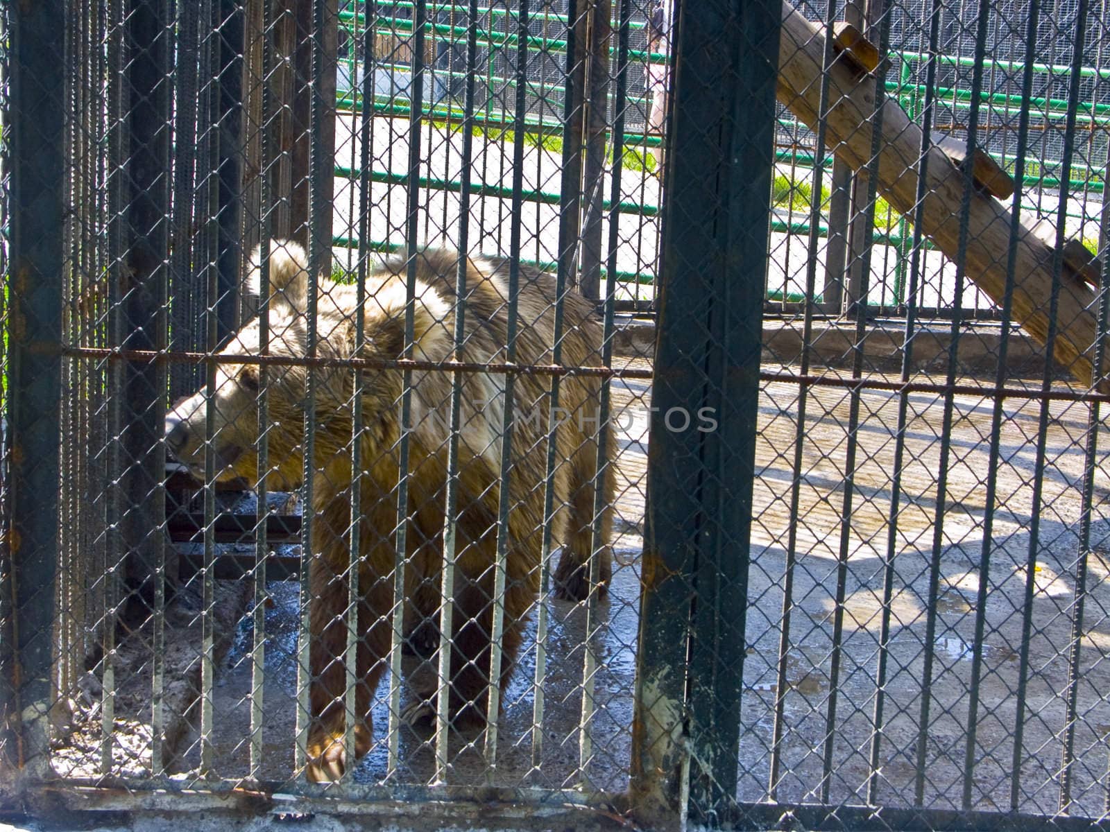 The bear cub behind a lattice by soloir