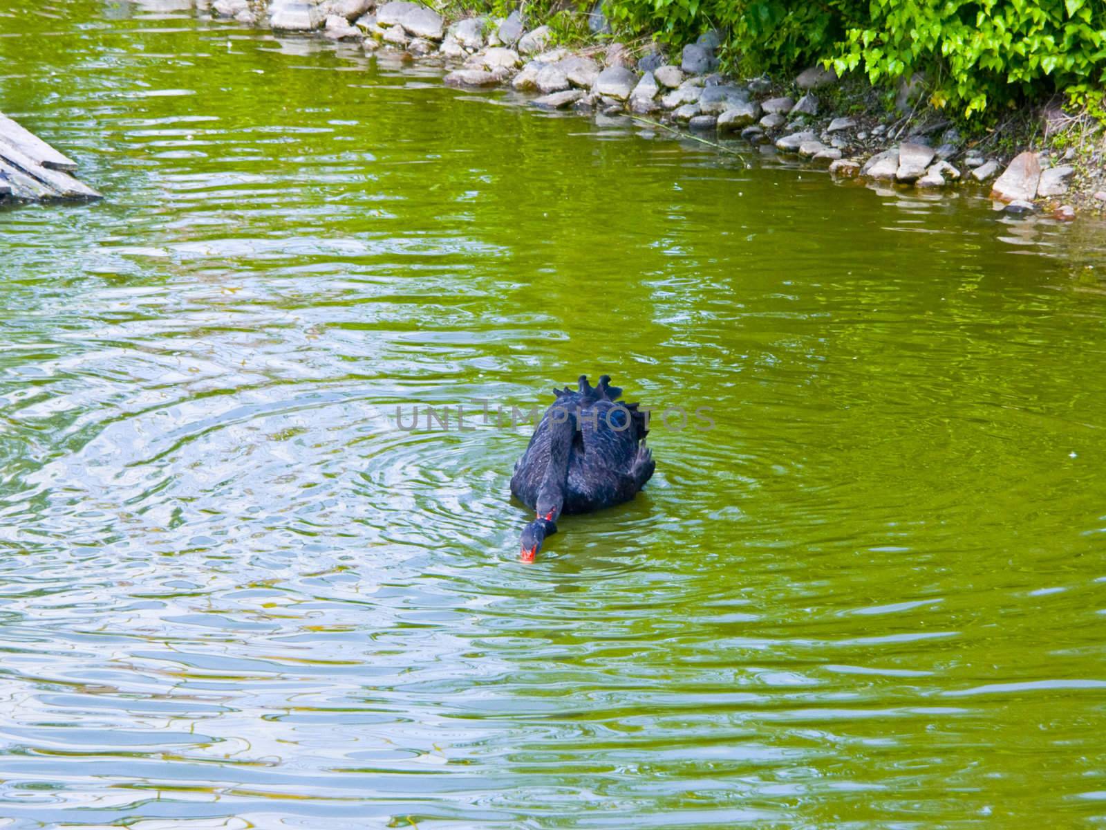 The image of the black swans floating in a pond