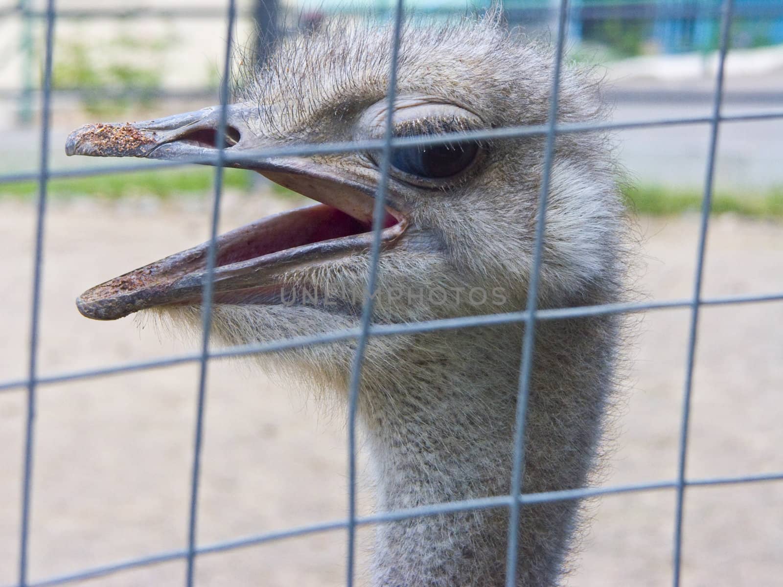 The image of a head of an ostrich with the open beak