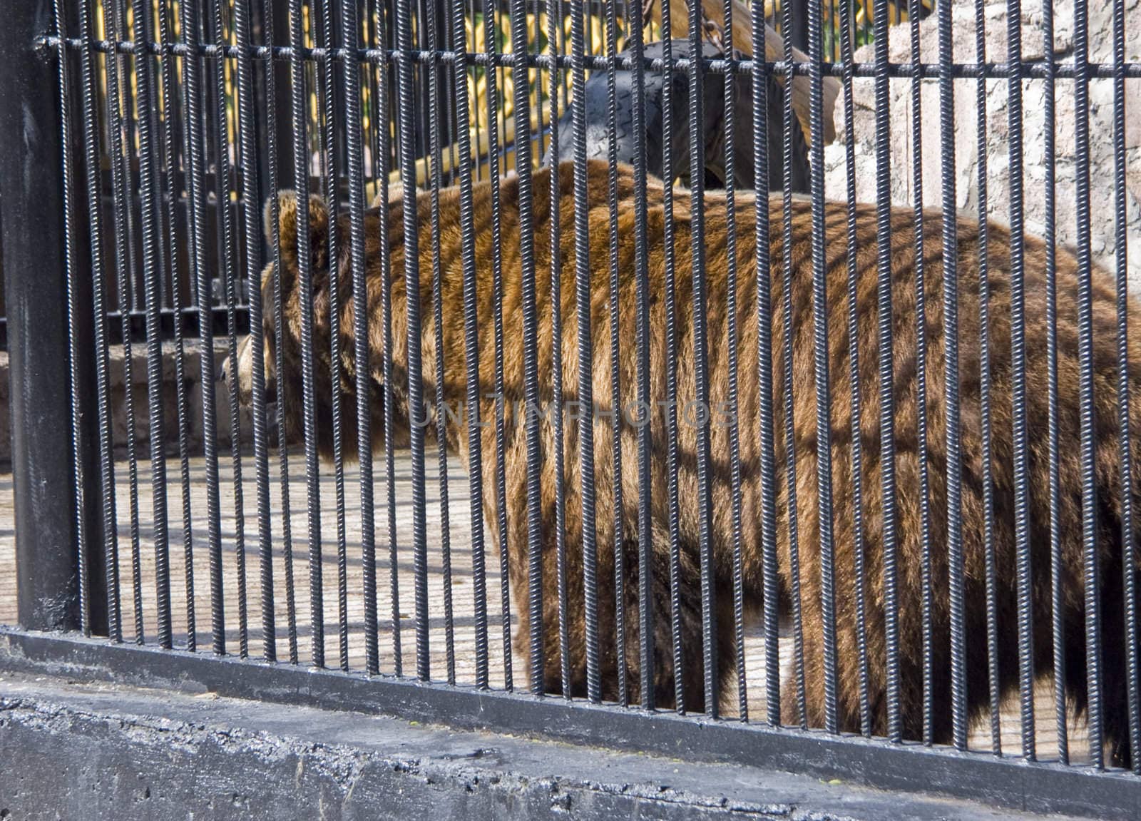 The image of the bear running on a cell