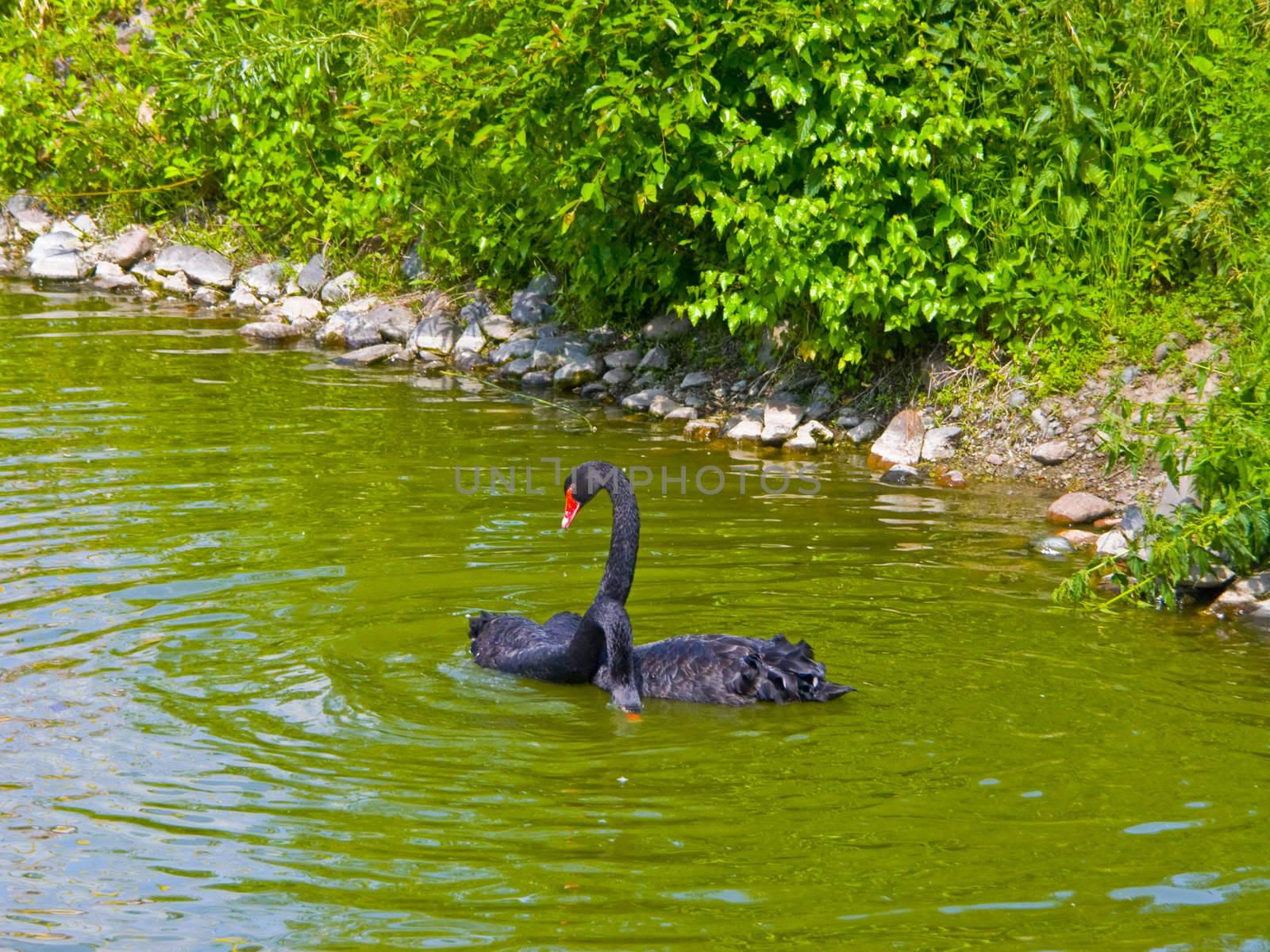 Black swans 2 by soloir