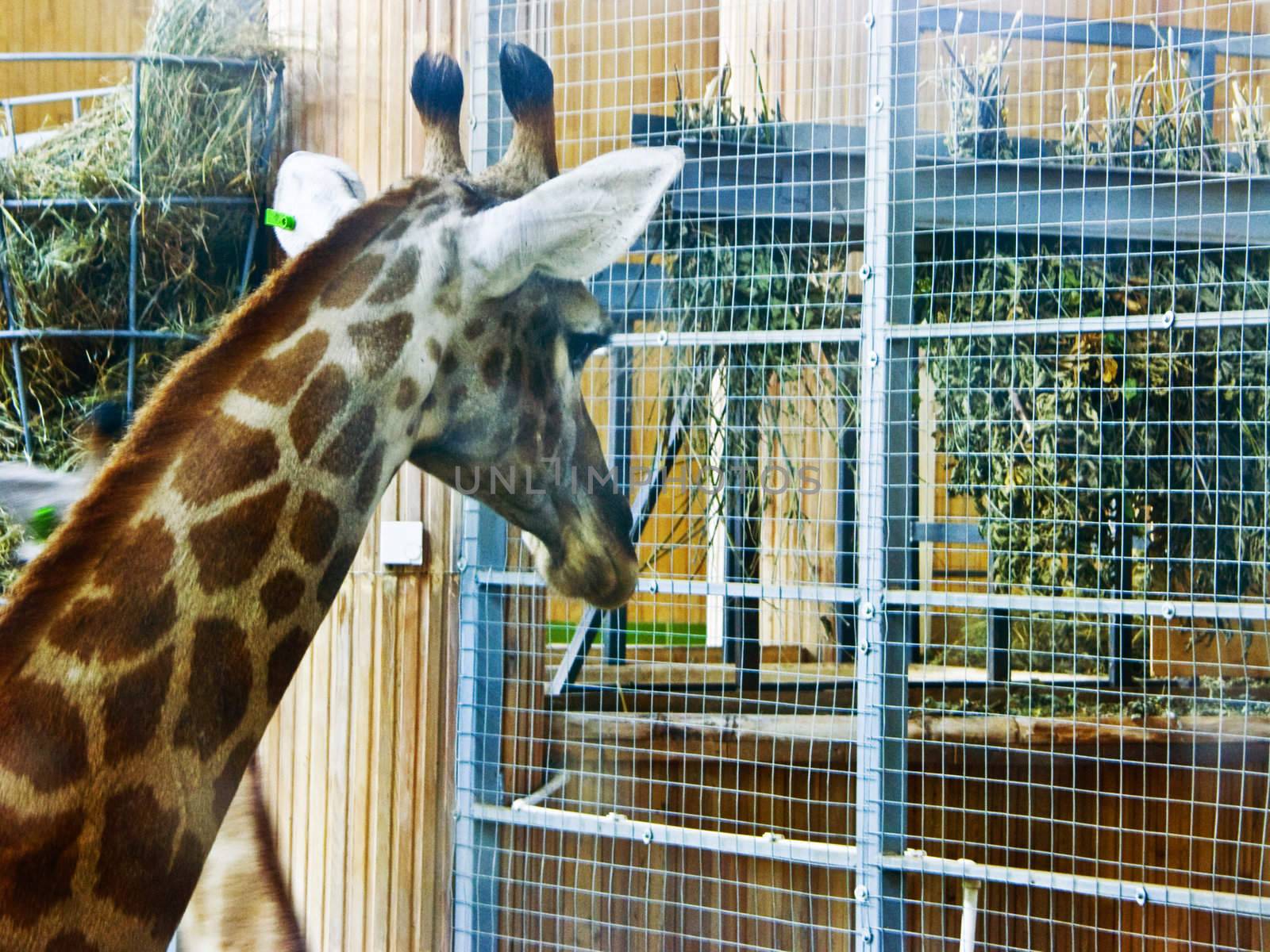 The image of a head of the giraffe photographed through glass of an open-air cage